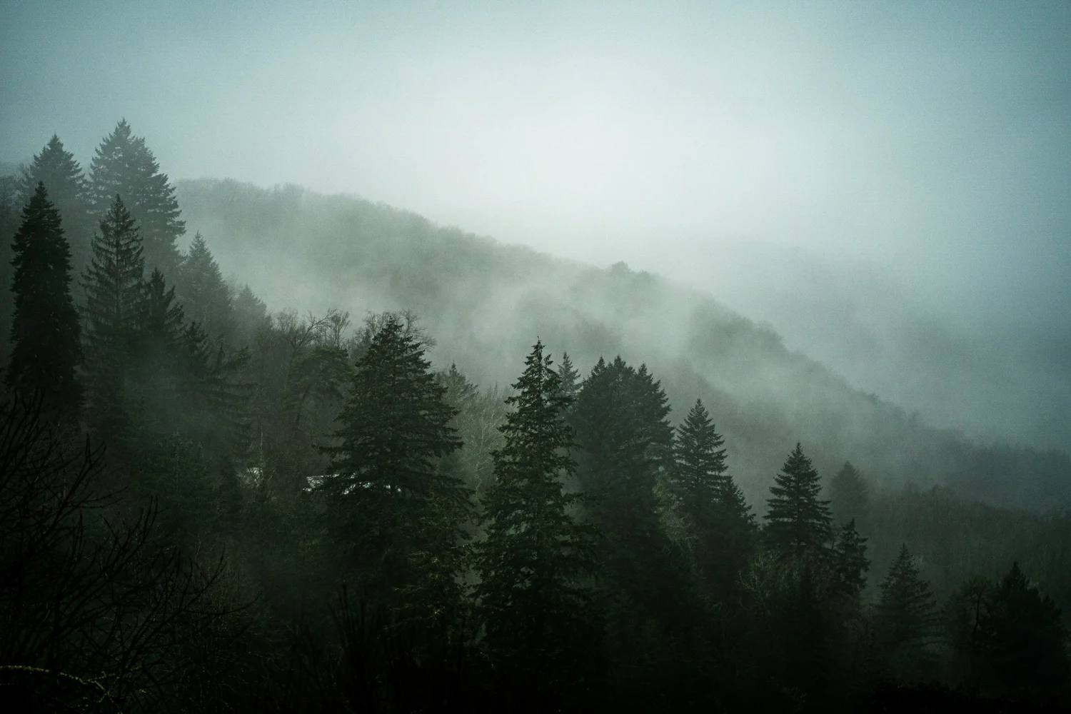Mist over forested mountains
